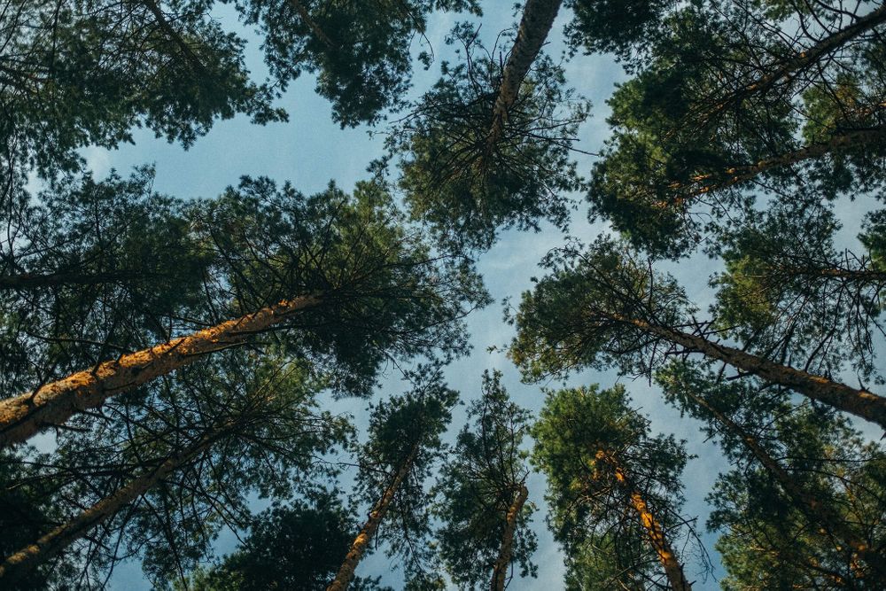 Фотограф открыл файл с фотографией и начал выполнять цветокоррекцию с каким видом графики